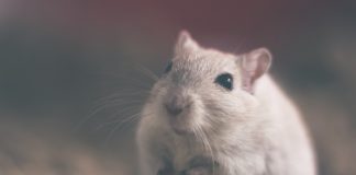 O nouă metodă medicală revoluţionară – şobolani antrenaţi să detecteze tuberculoza Sobolani