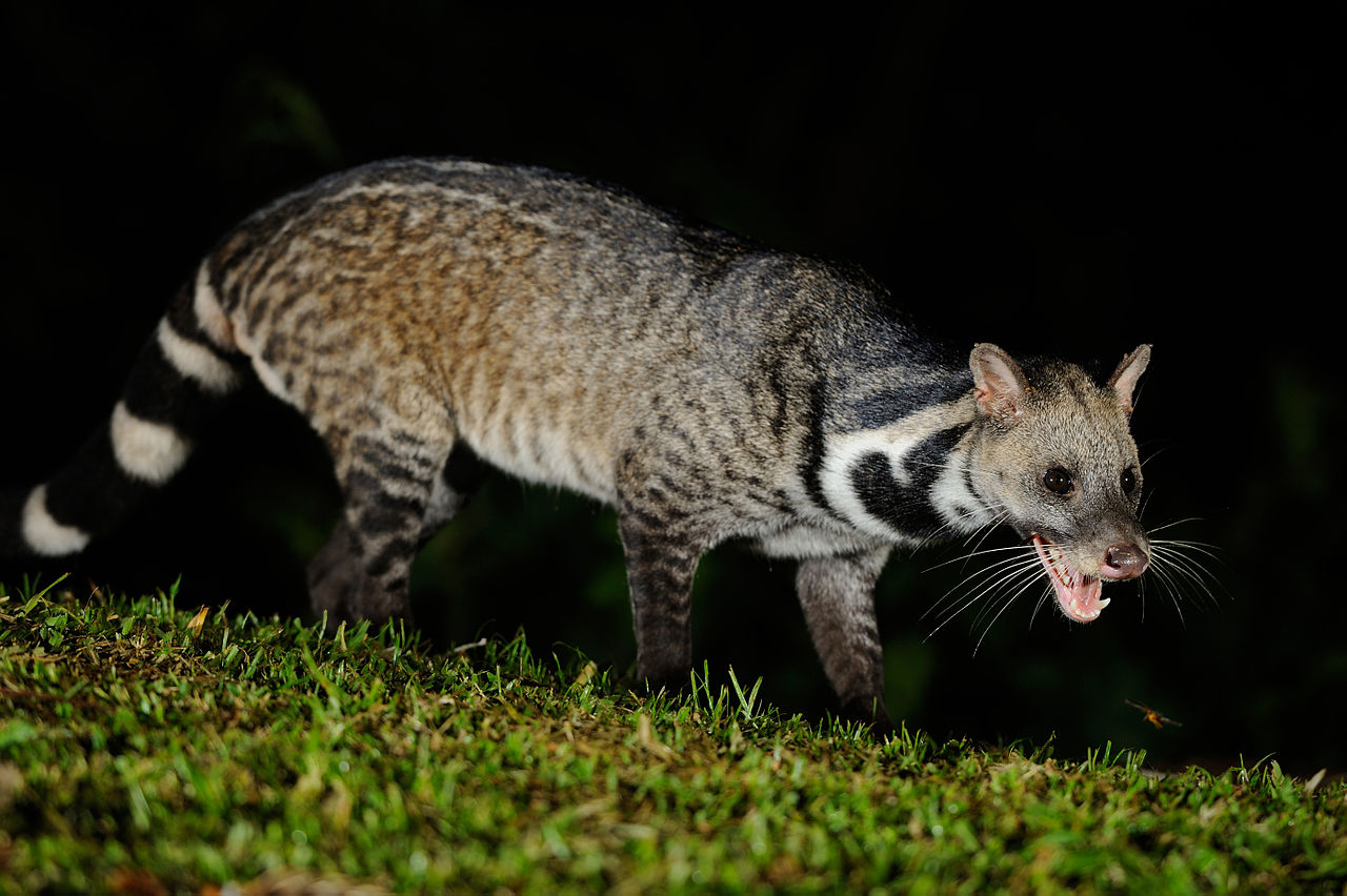 Specii de civete și alte mamifere din familia Viveridae