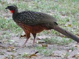 Specii de cocoși hoco - familia Cracidae