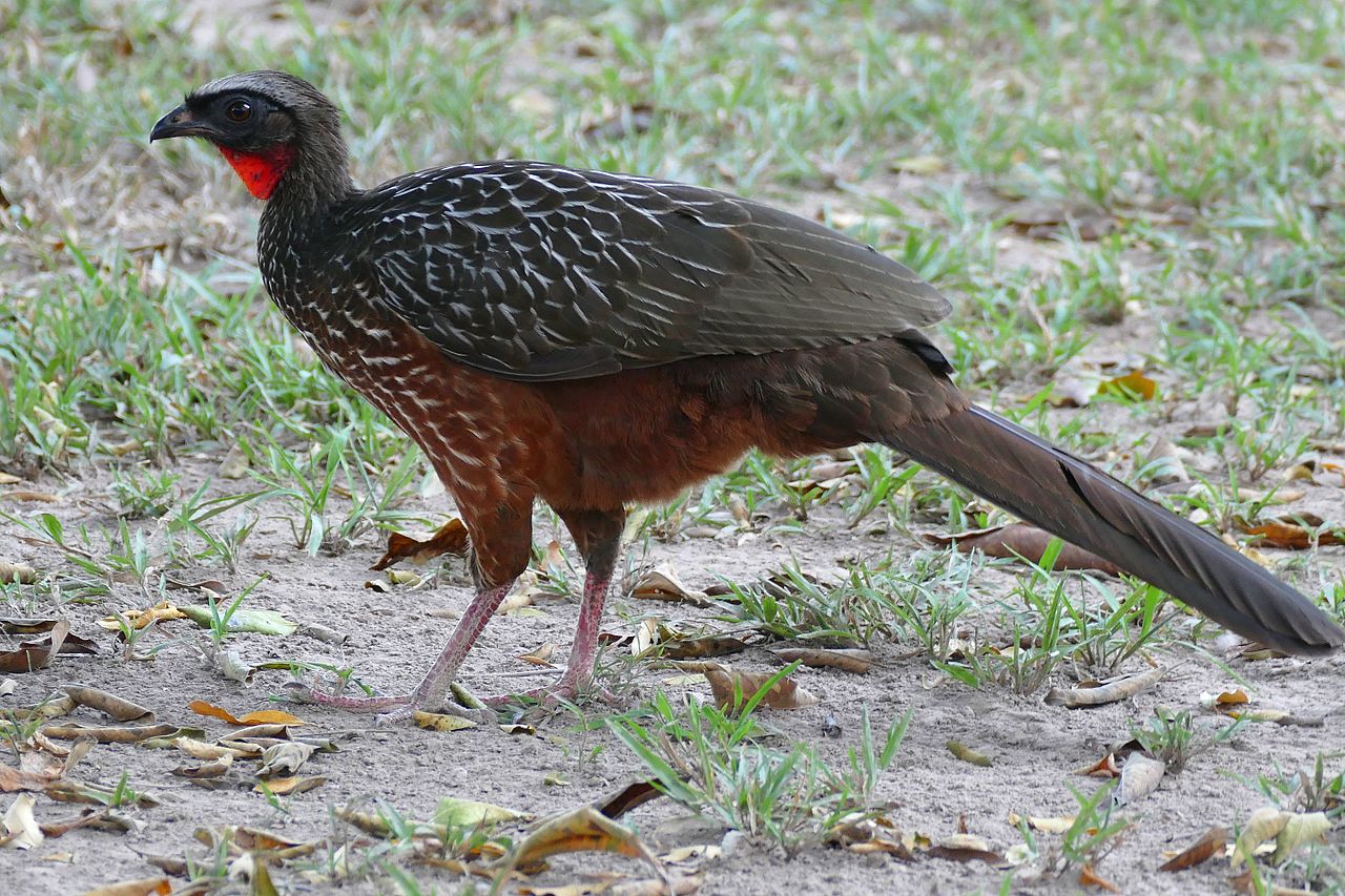 Specii de cocoși hoco - familia Cracidae