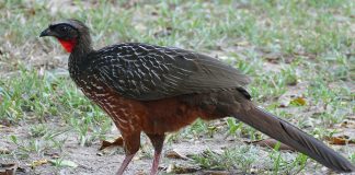 Specii de cocoși hoco din familia Cracidae – caracteristici și habitat Specii de cocoși hoco - familia Cracidae