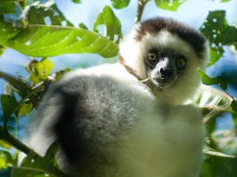 Specii de lemurieni, maimuțe din Madagascar