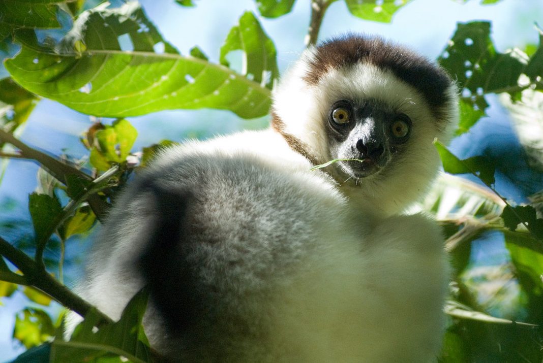 Specii de lemurieni, maimuțe din Madagascar