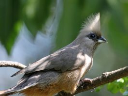 Specii de păsări-șoareci din ordinul Coliiformes