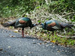 Specii de păsări de vânat din familia curcilor Meleagrididae