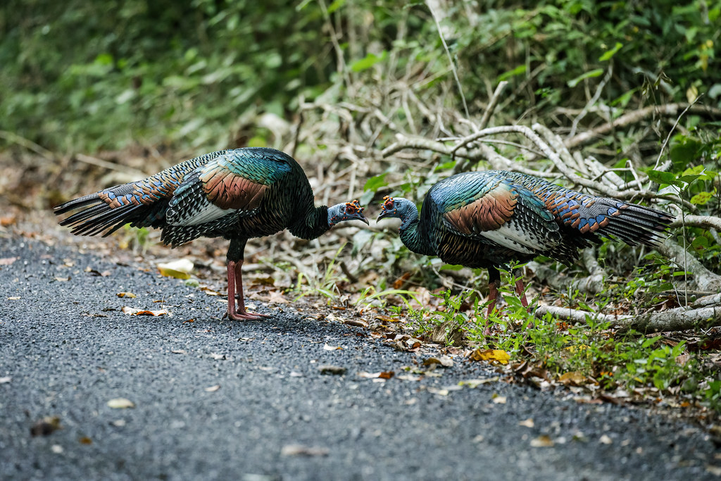 Specii de păsări de vânat din familia curcilor Meleagrididae