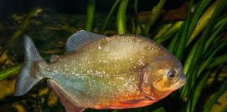 Specii de pești osoși înrudiți cu somnii – caracteristici și habitat Specii de pești osoși înrudiți cu somnii