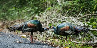 Specii de păsări de vânat din familia curcilor Meleagrididae Specii de păsări de vânat din familia curcilor Meleagrididae