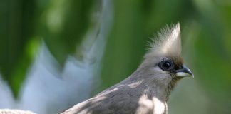 Specii de păsări-șoareci din ordinul Coliiformes – caracteristici și habitat Specii de păsări-șoareci din ordinul Coliiformes