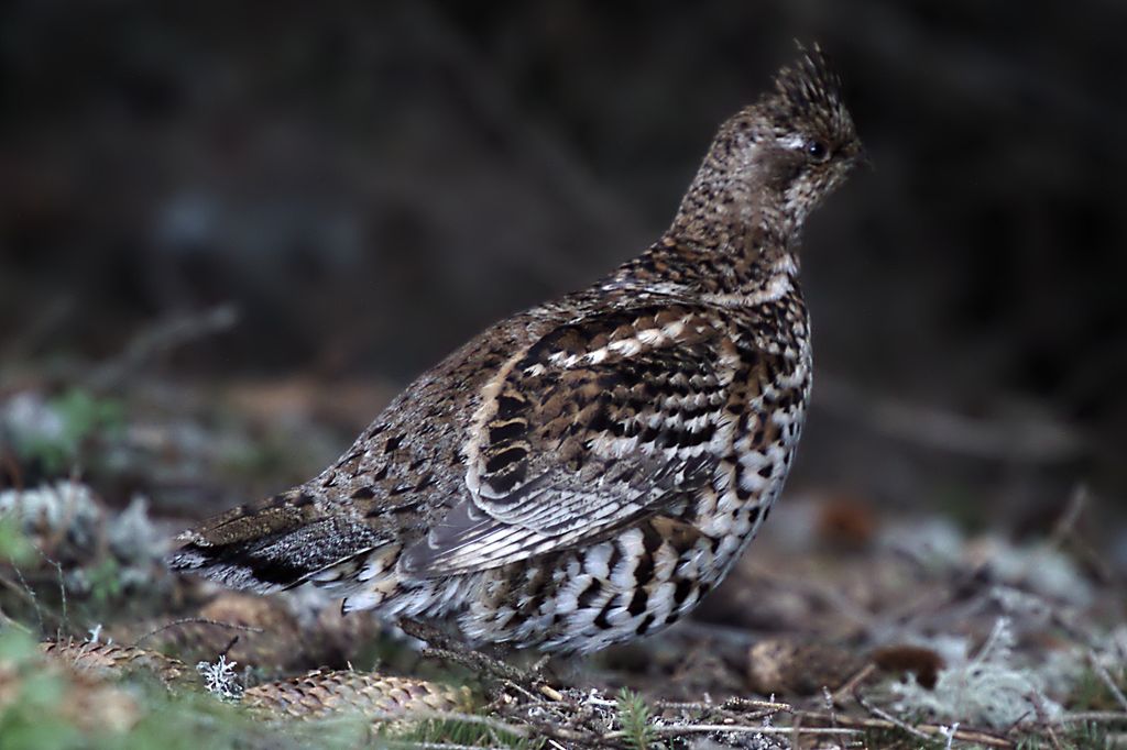 Tetrastes bonasia