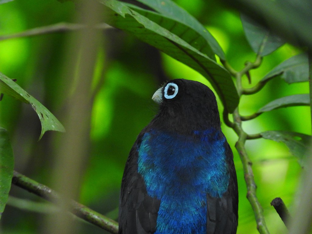 Trogon bairdii