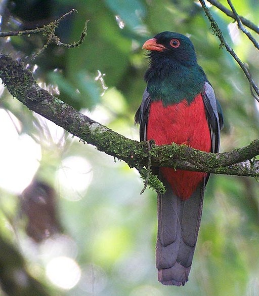 Trogon massena, Fotografie de Richard Garrigues, Foto: osasounds.com