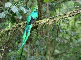 Trogoni - Specii de păsări din ordinul Trogoniformes