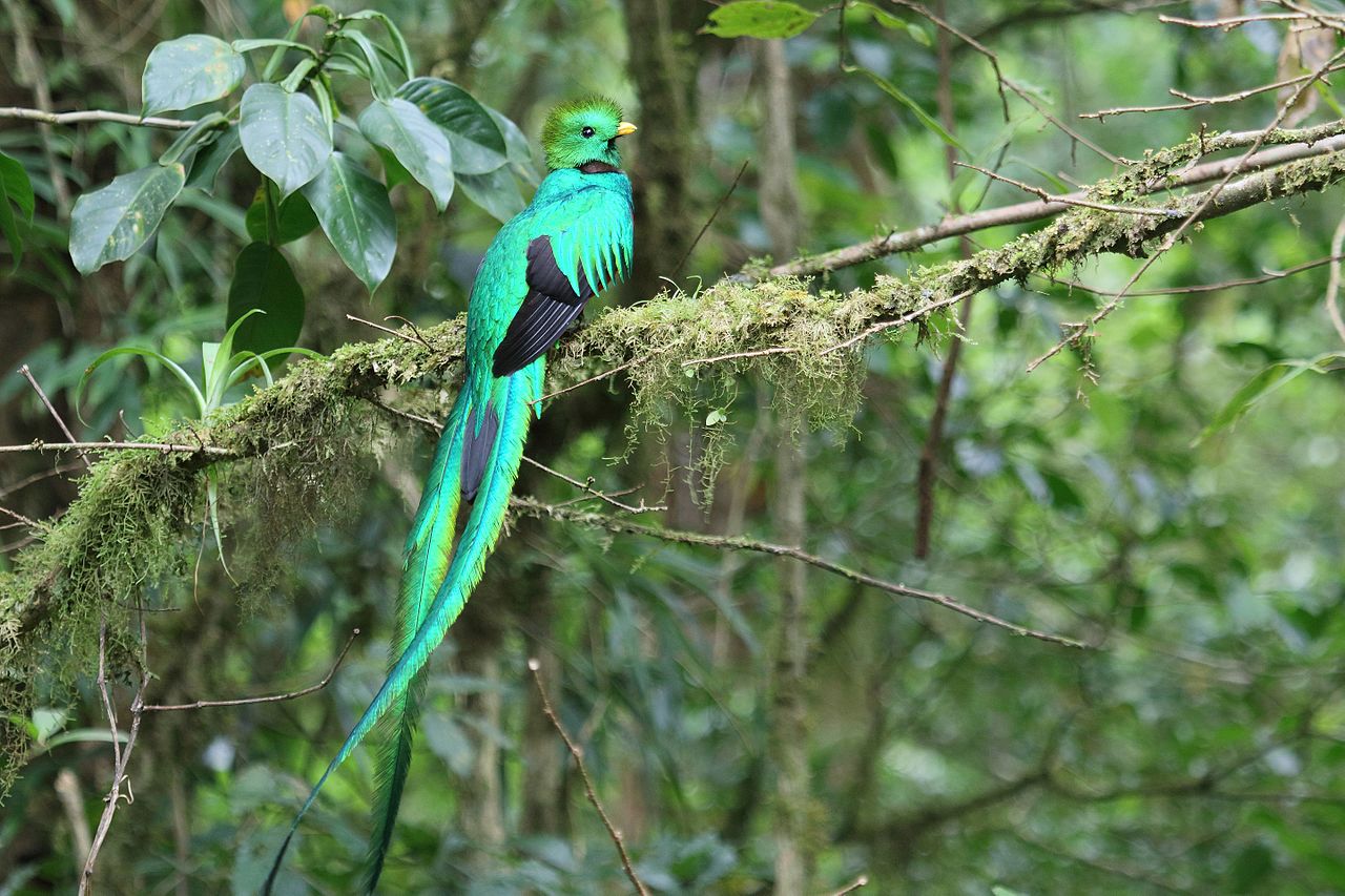 Trogoni - Specii de păsări din ordinul Trogoniformes