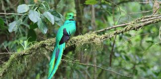 Specii de trogoni – păsările exotice din ordinul Trogoniformes Trogoni - Specii de păsări din ordinul Trogoniformes