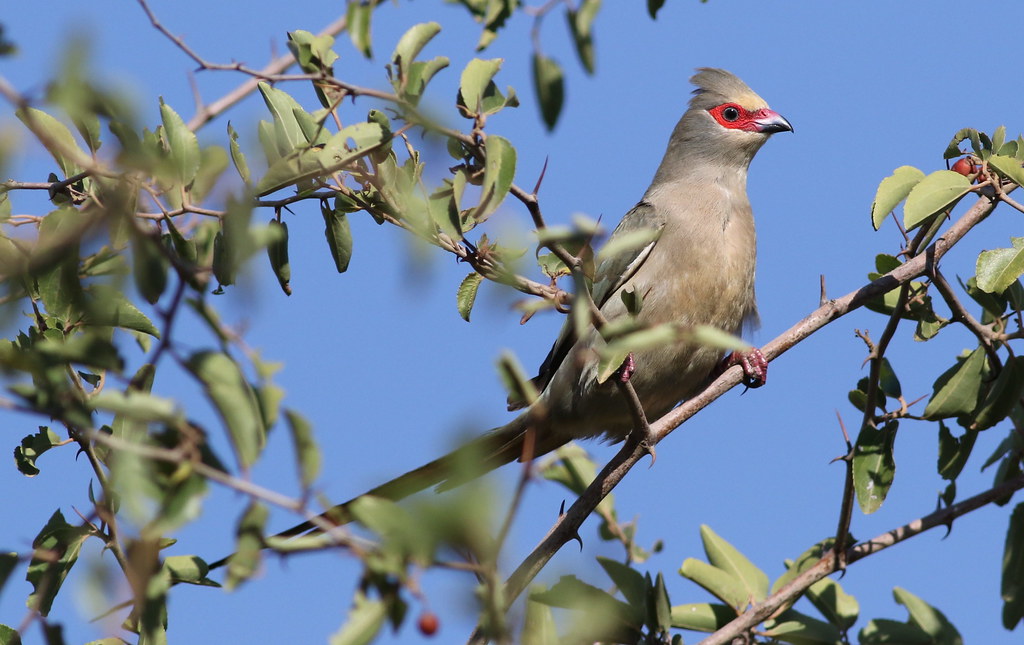 Urocolius indicus