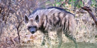 Cele mai cunoscute specii de hiene din lume și caracteristicile lor Vezi care sunt cele mai cunoscute specii de hiene din lume