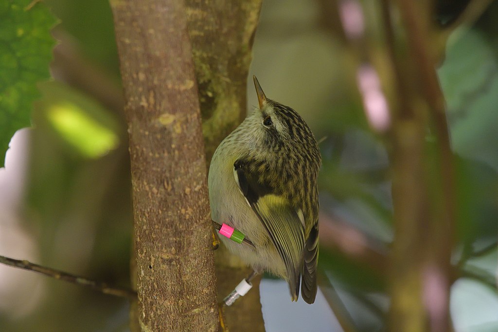 Acanthisitta chloris