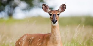 Cele mai fascinante specii de căprioare din lume și caracteristicile lor Admiră cele mai interesante specii de căprioare din lume