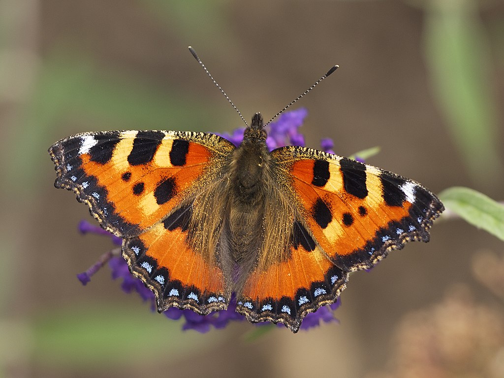 Aglais urticae