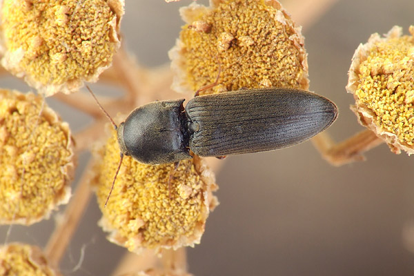 Specia Agriotes ustulatus, Foto: buprestidae.blogspot.ro