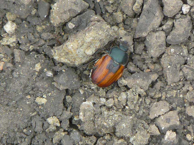 Anisoplia austriaca