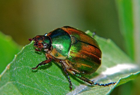 Cărăbușul verde al viței - specia Anomala solida, Foto: doctorulplantei.files.wordpress.com