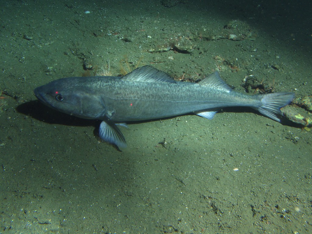 Anoplopoma fimbria