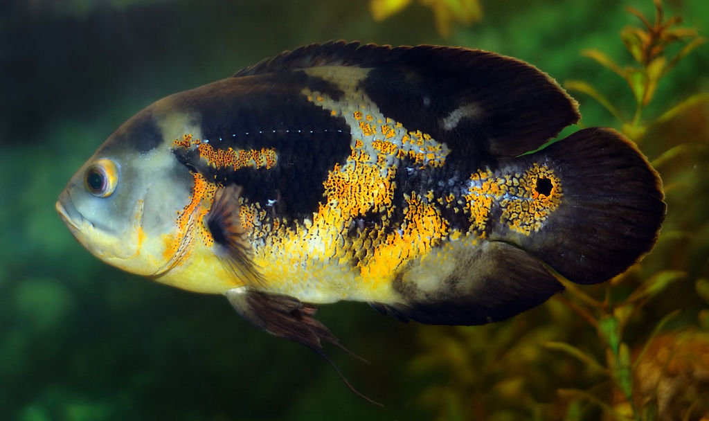 Astronotus ocellatus