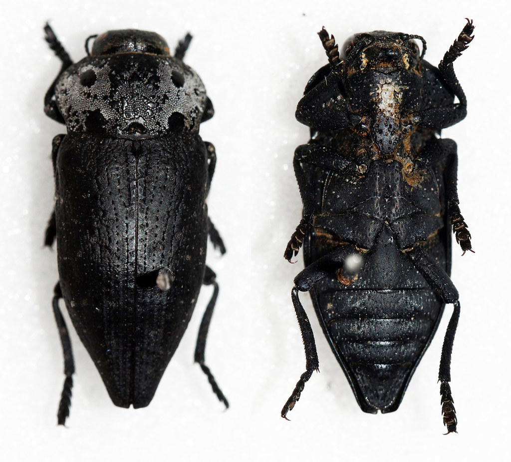 Capnodis tenebrionis