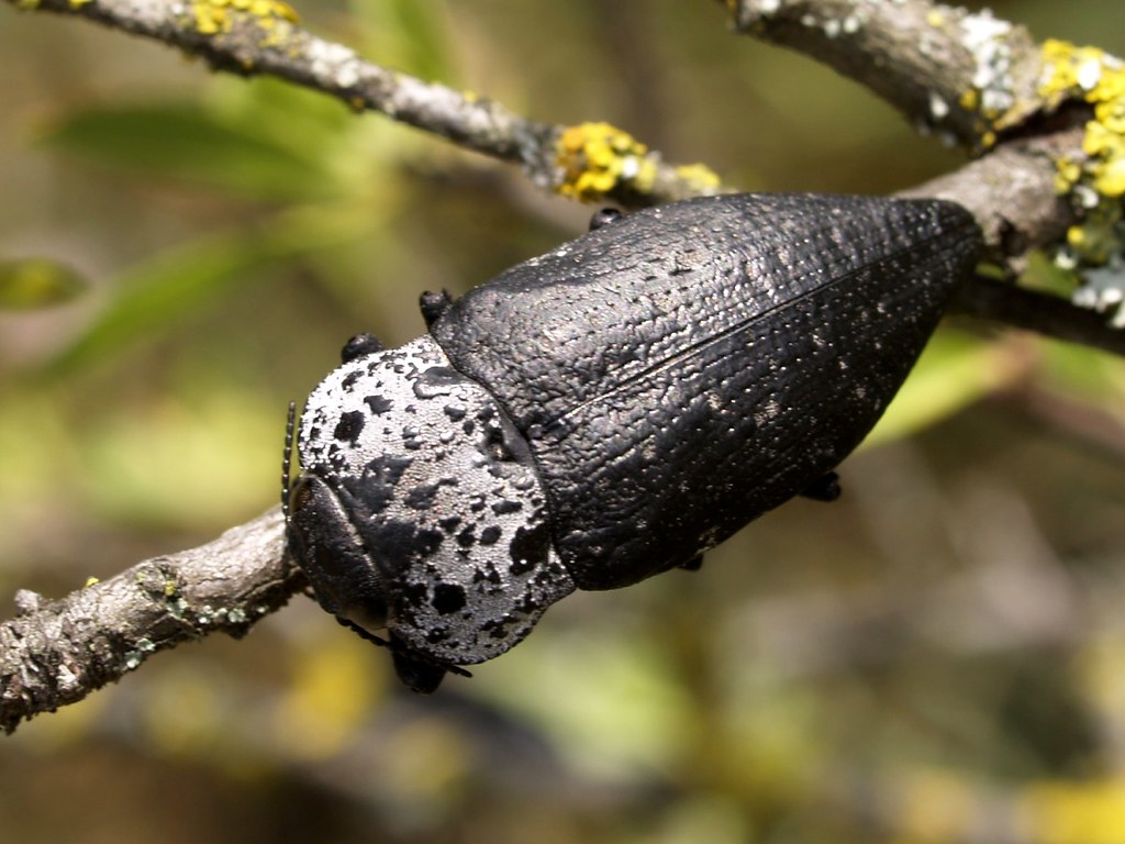 Capnodis tenebrionis1