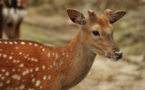 Căprioara din Manciuria, specia Capreolus mantschuricus, Foto: unmondeencouleurs.piwigo.com