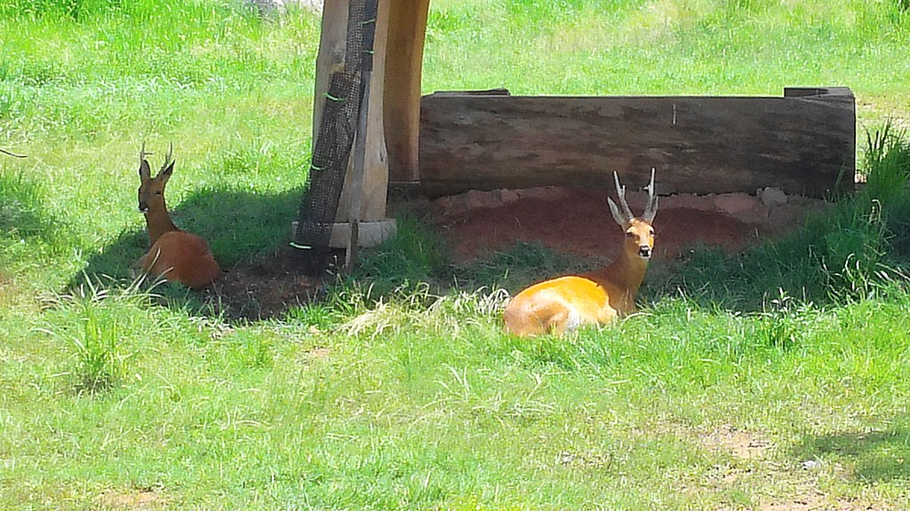 Capreolus pygargus