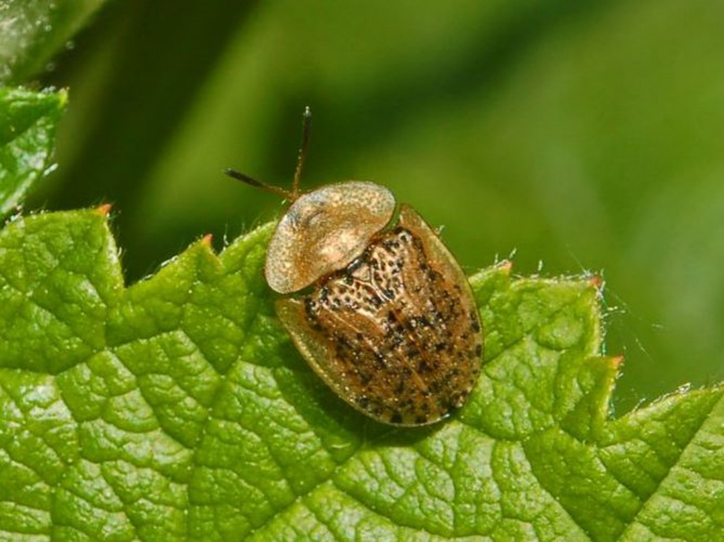 Свекловичная щитоноска — Cassida nebulosa l.