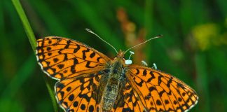 Fluturii nimfalide – frumusețea spectaculoasă a naturii Cei mai fascinanți fluturi din lume - Nimfalide