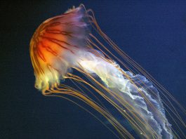 Cele mai interesante specii de meduze din clasa Scyphozoa