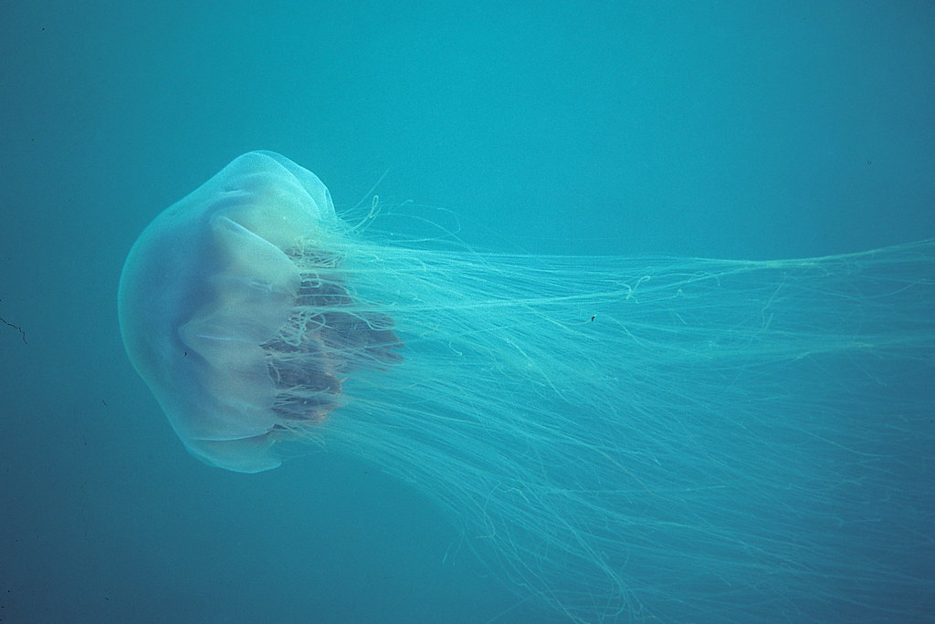 Cyanea capillata