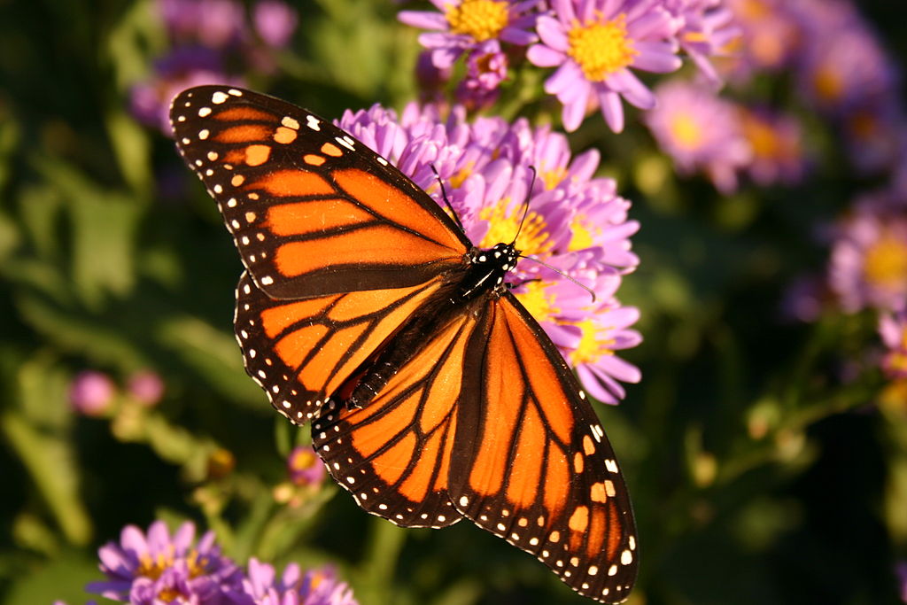 Danaus Plexippus