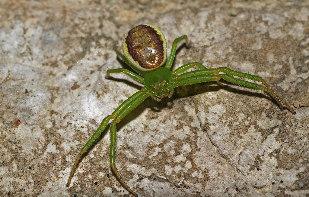 Diaea Dorsata