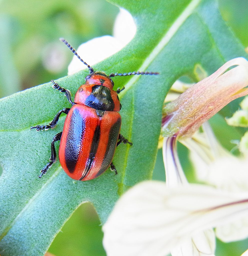 Entomoscelis adonidis