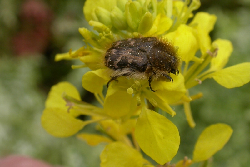 Epicometis birta