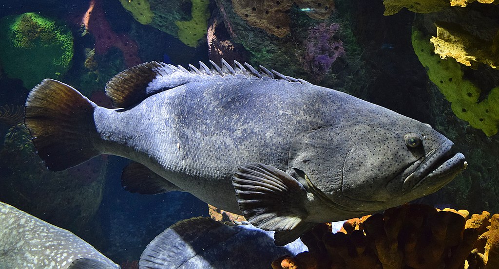 Epinephelus lanceolatus