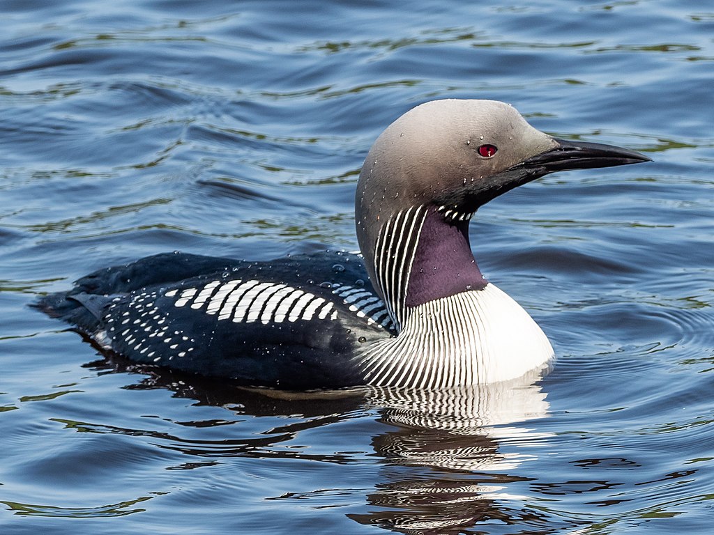 Gavia arctica