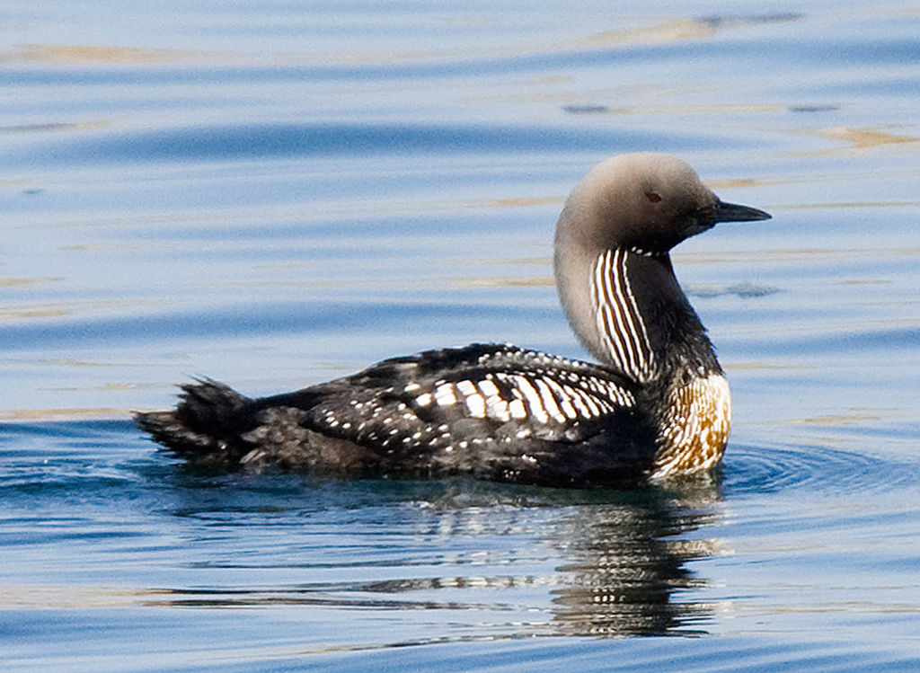 Gavia pacifica