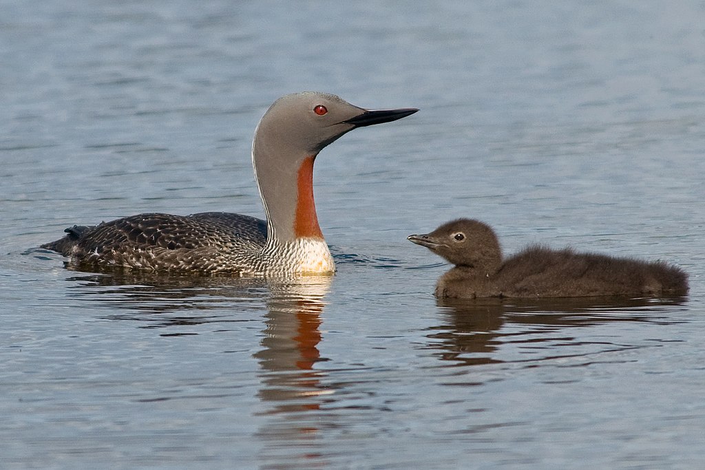 Gavia stellata