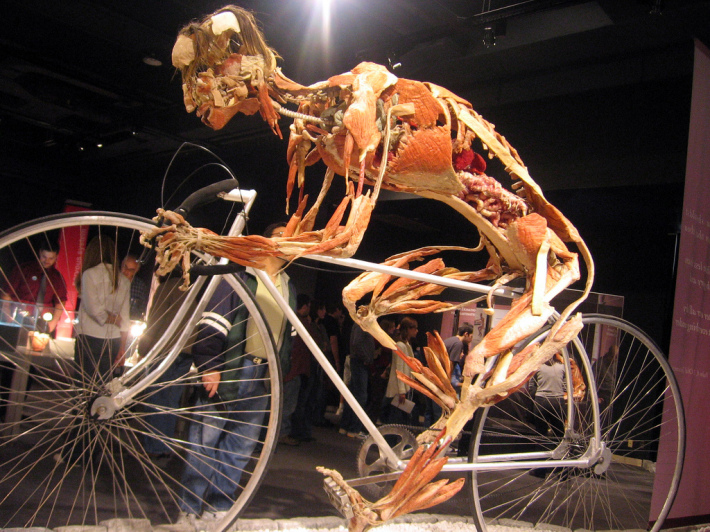 Gunther von Hagens; Body Worlds, Foto: thinkingchapblog.wordpress.com
