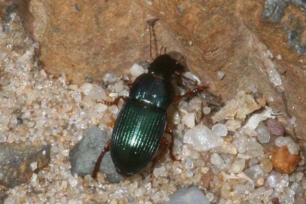 Gândacul semințelor - Harpalus distinguendus, Foto: insektenbox.de