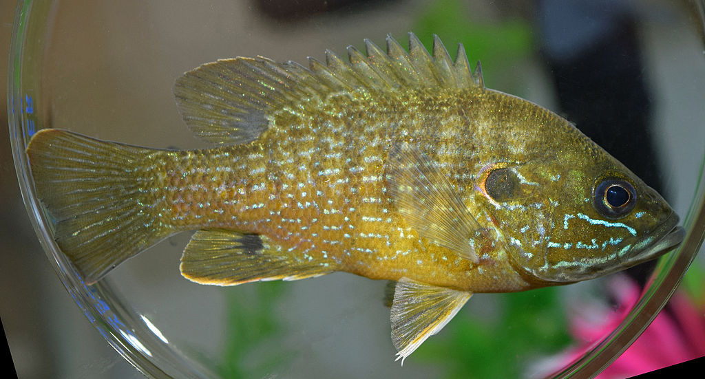 Lepomis cyanellus