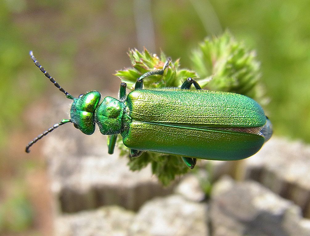 Lytta vesicatoria