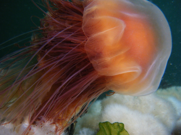 Meduza cu coamă de leu, specia Cyanea capillata, Foto: centralcoastbiodiversity.weebly.com